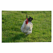 A White Sussex Cockerel In A Field
 Rugs 100871304