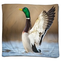 A Wild Duck Blankets 78769123