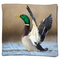 A Wild Duck Blankets 78769143