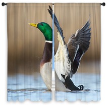A Wild Duck Window Curtains 78769143