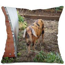A Young Oxford Sandy And Black Rare Breed Pig Pillows 47828530