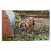 A Young Oxford Sandy And Black Rare Breed Pig Rugs 47828530