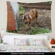 A Young Oxford Sandy And Black Rare Breed Pig Wall Art 47828530