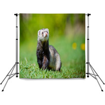 Adorable Ferret Portrait Backdrops 65065139