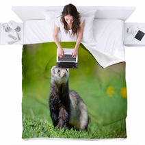 Adorable Ferret Portrait Blankets 65065139