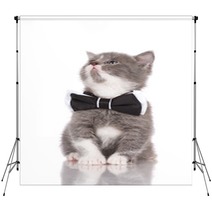 Adorable Kitten In A Bow Tie Backdrops 65203750
