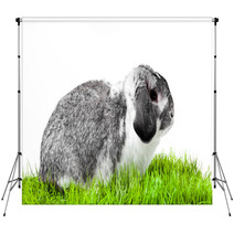 Adorable Rabbit Isolated On A White Background. Backdrops 40106101