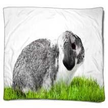 Adorable Rabbit Isolated On A White Background. Blankets 40106101