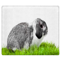 Adorable Rabbit Isolated On A White Background. Rugs 40106101