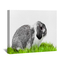 Adorable Rabbit Isolated On A White Background. Wall Art 40106101