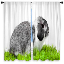 Adorable Rabbit Isolated On A White Background. Window Curtains 40106101