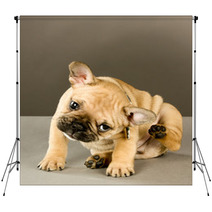 Adorable Scratching Puppy Backdrops 38346856