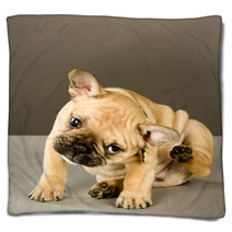 Adorable Scratching Puppy Blankets 38346856