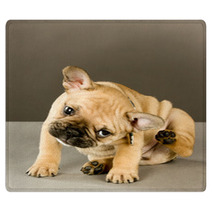 Adorable Scratching Puppy Rugs 38346856
