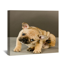 Adorable Scratching Puppy Wall Art 38346856
