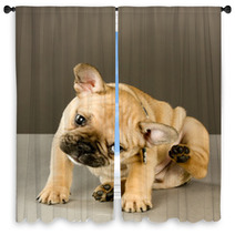 Adorable Scratching Puppy Window Curtains 38346856