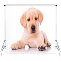 Adorable Seated Labrador Retriever Puppy Dog Backdrops 65128679