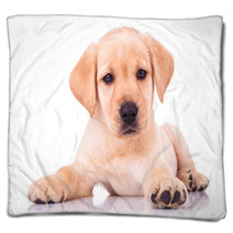 Adorable Seated Labrador Retriever Puppy Dog Blankets 65128679
