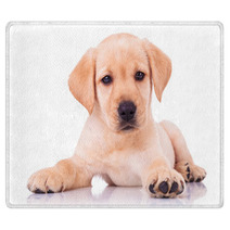 Adorable Seated Labrador Retriever Puppy Dog Rugs 65128679
