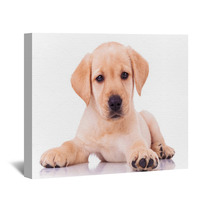 Adorable Seated Labrador Retriever Puppy Dog Wall Art 65128679