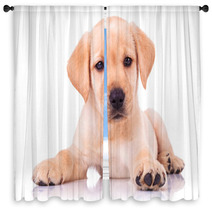 Adorable Seated Labrador Retriever Puppy Dog Window Curtains 65128679