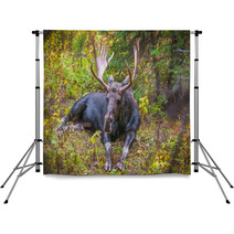 Adult Bull Moose Backdrops 57320981