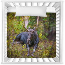 Adult Bull Moose Nursery Decor 57320981