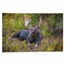 Adult Bull Moose Rugs 57320981