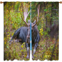 Adult Bull Moose Window Curtains 57320981