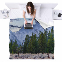 Adult Male Elk And His Herd - Grand Tetons Blankets 57321312