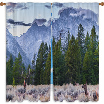 Adult Male Elk And His Herd - Grand Tetons Window Curtains 57321312