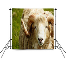 Adult Ram Sheep In A Grass Field Backdrops 55265052