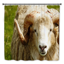Adult Ram Sheep In A Grass Field Bath Decor 55265052