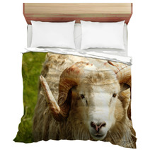 Adult Ram Sheep In A Grass Field Bedding 55265052