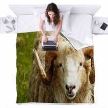 Adult Ram Sheep In A Grass Field Blankets 55265052
