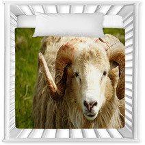 Adult Ram Sheep In A Grass Field Nursery Decor 55265052