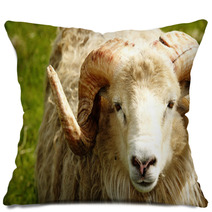 Adult Ram Sheep In A Grass Field Pillows 55265052