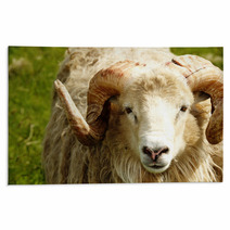 Adult Ram Sheep In A Grass Field Rugs 55265052