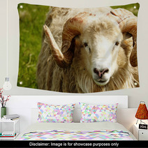Adult Ram Sheep In A Grass Field Wall Art 55265052