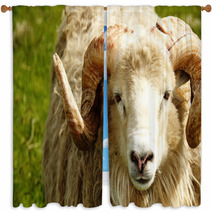 Adult Ram Sheep In A Grass Field Window Curtains 55265052