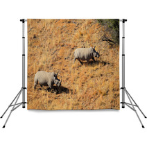 Aerial View Of White Rhinoceros Pair In Grassland Backdrops 67142996