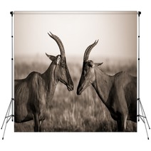 Africa Animal Antelope Kenya Plain Backdrops 124445468
