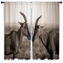 Africa Animal Antelope Kenya Plain Window Curtains 124445468