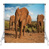 African Elephant Matriarchy Against A Blue Sky Backdrops 48597841