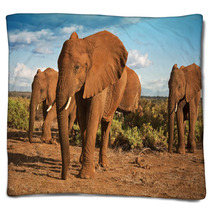 African Elephant Matriarchy Against A Blue Sky Blankets 48597841