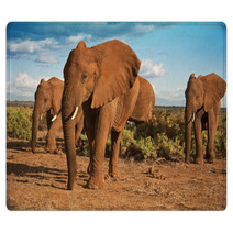 African Elephant Matriarchy Against A Blue Sky Rugs 48597841