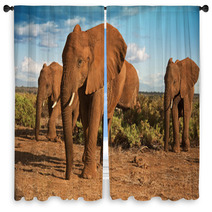 African Elephant Matriarchy Against A Blue Sky Window Curtains 48597841