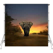 African Elephant Walking In Sunset Backdrops 57709418
