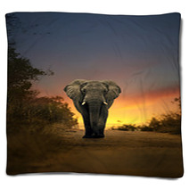 African Elephant Walking In Sunset Blankets 57709418