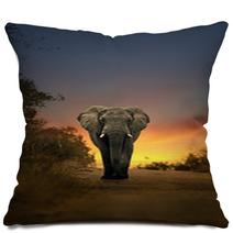 African Elephant Walking In Sunset Pillows 57709418
